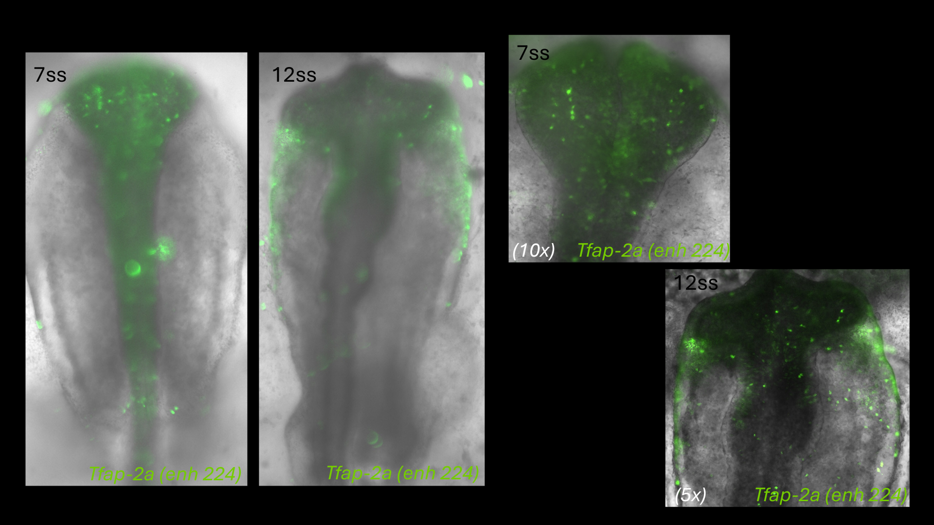 Tfap-2a (enh224) reporter activity in chick embryos at 7 and 12 somite stages, with 10x and 5x cranial views