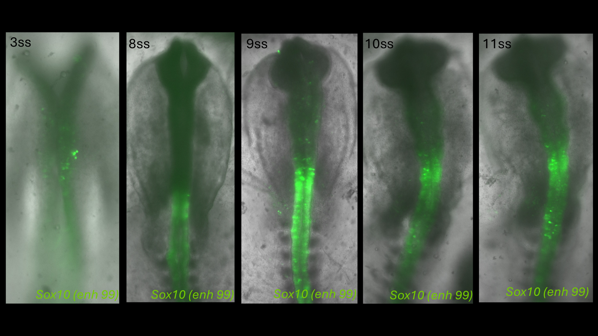 Sox10 (enh99) reporter activity in chick embryos from 3 to 11 somite stages
