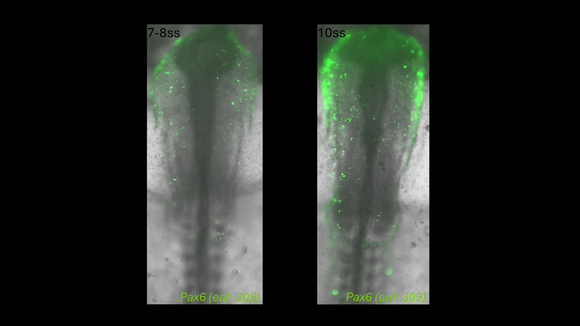 Pax6 (enh309) reporter activity in chick embryos at 7-8 and 10 somite stages