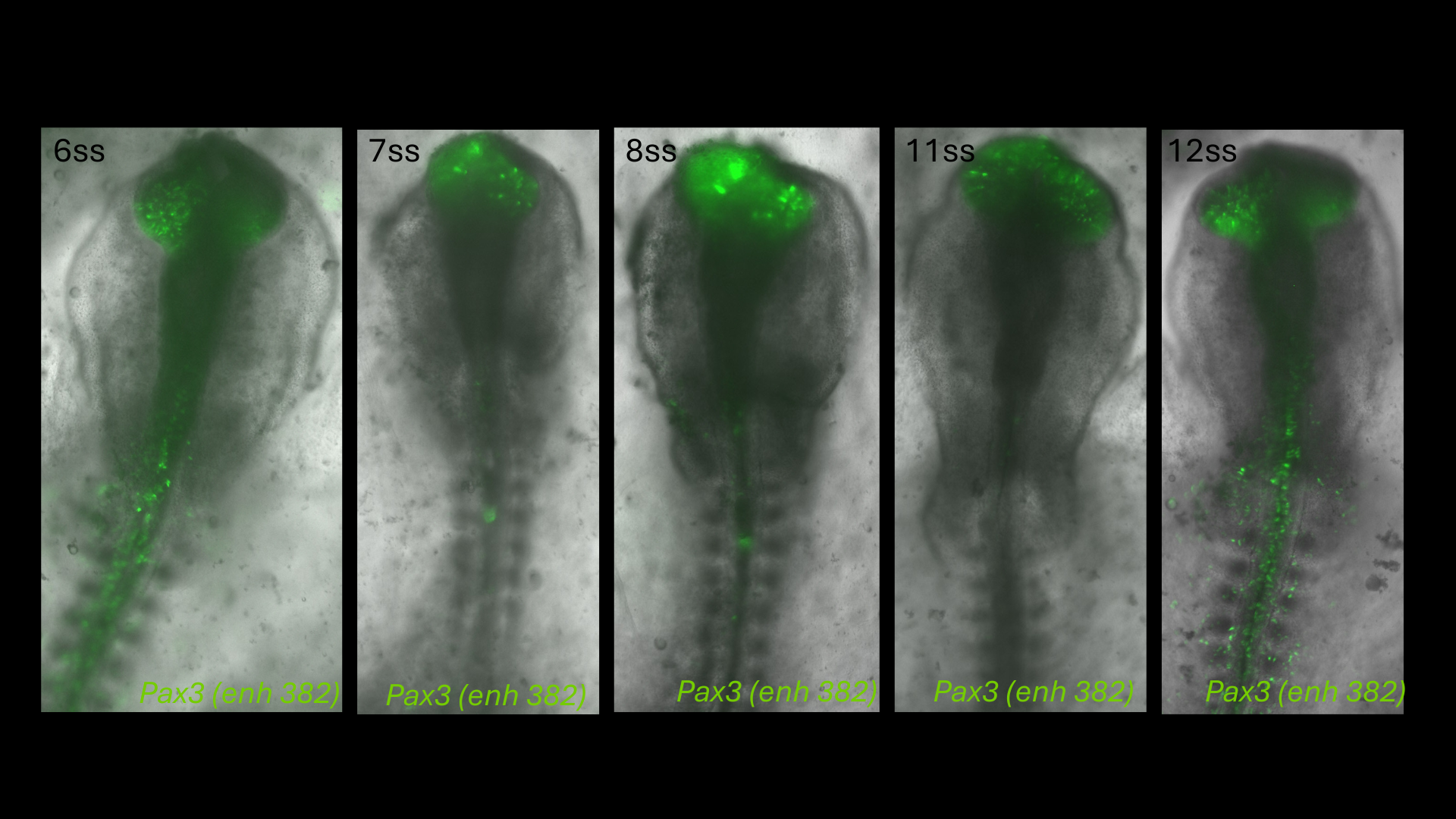 Pax3 (enh382) reporter activity in chick embryos from 6 to 12 somite stages