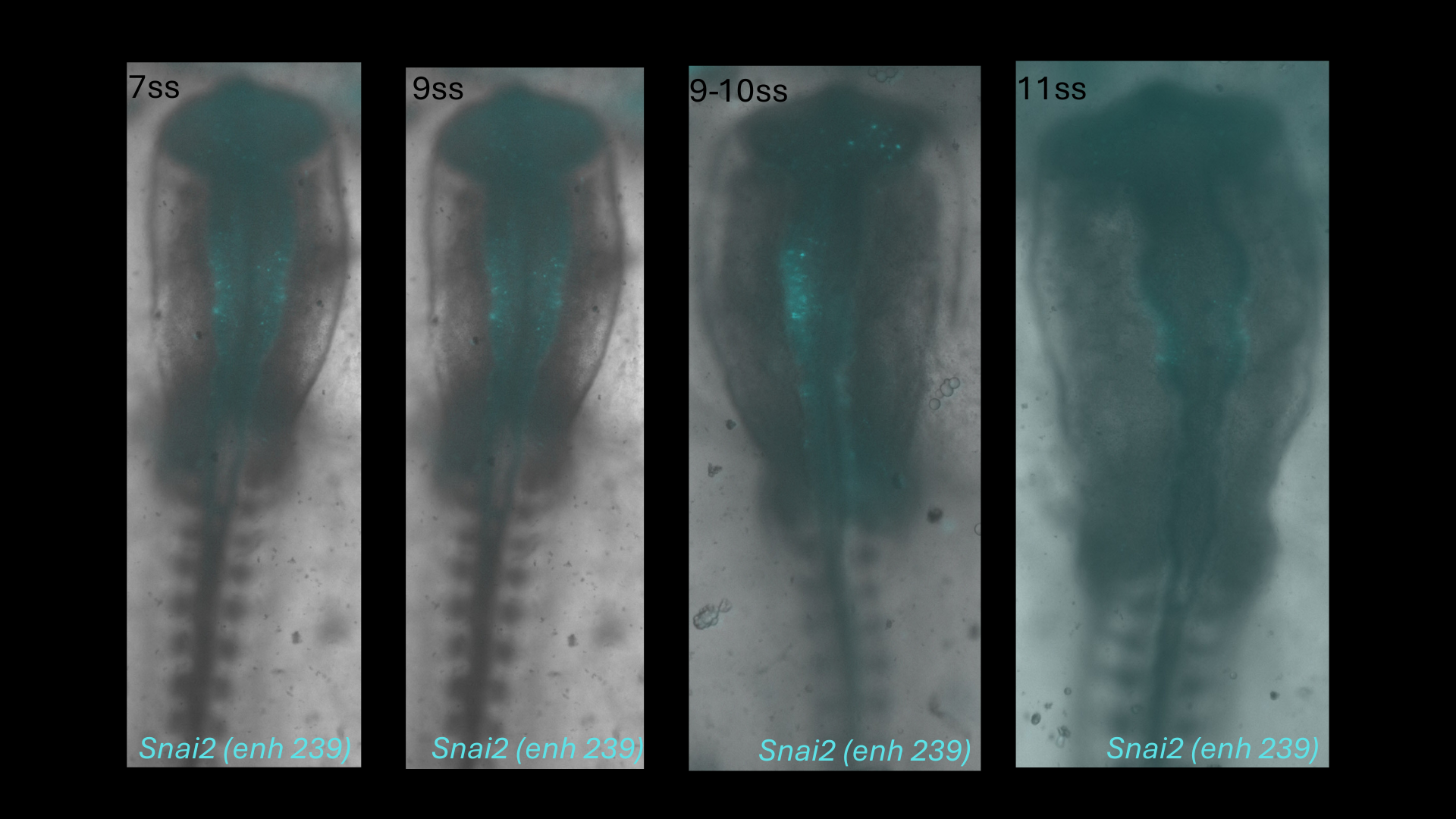Snai2 (enh239) reporter activity in chick embryos from 7 to 11 somite stages