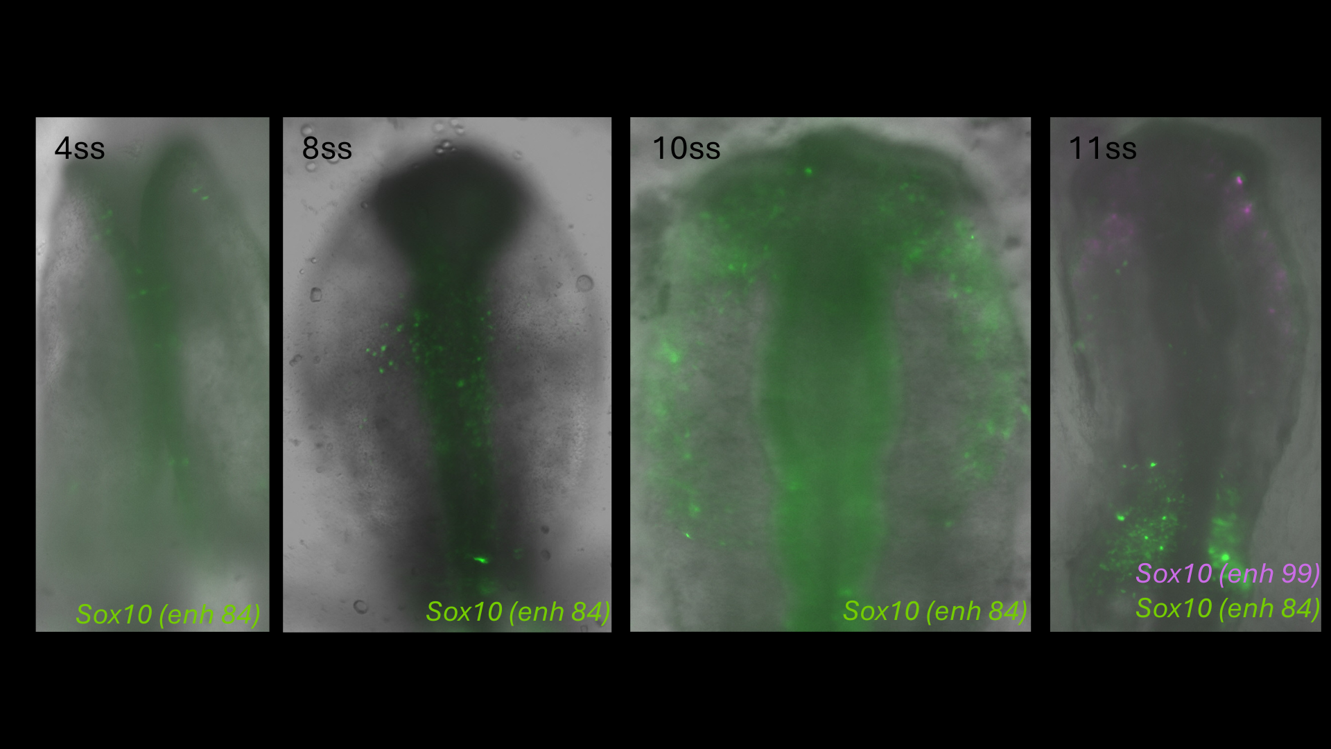 Sox10 (enh84) reporter activity in chick embryos from 4 to 11 somite stages, with enh99 co-labelling at 11ss