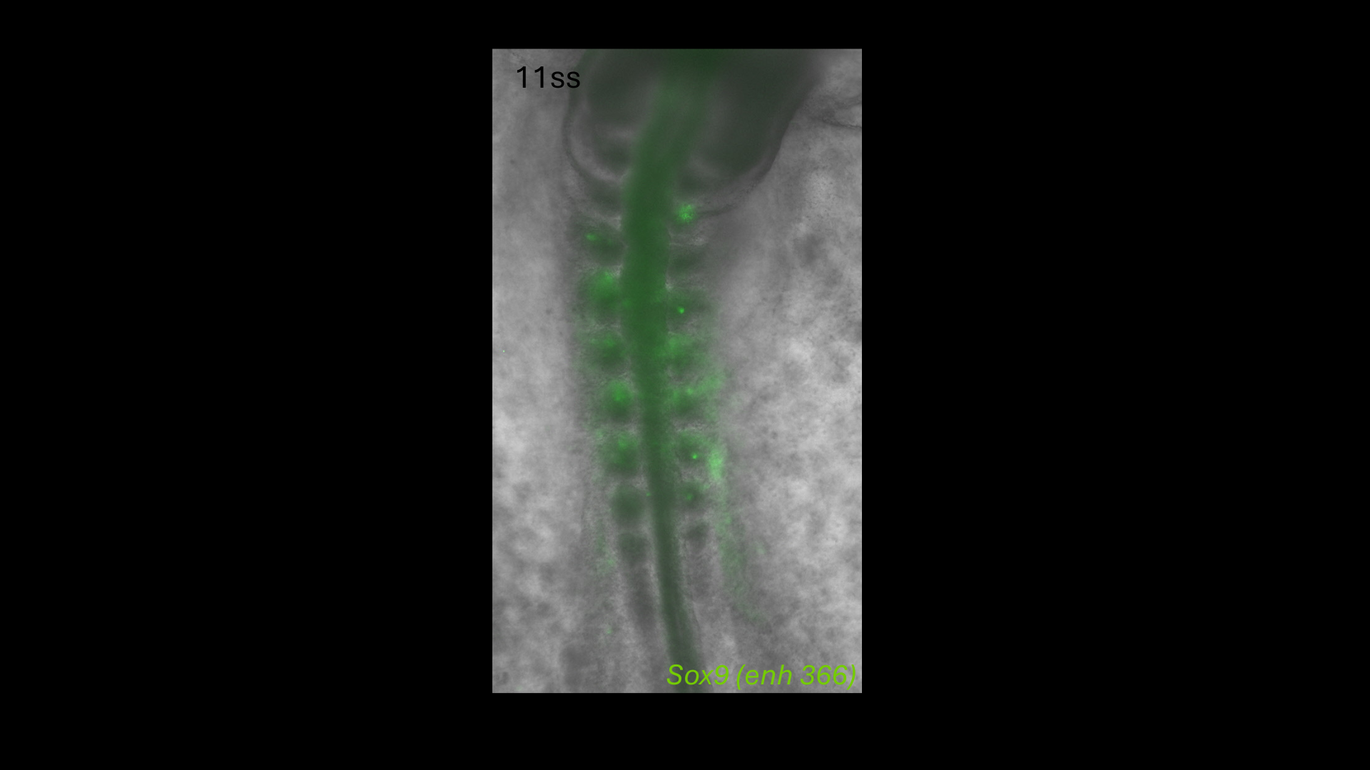 Sox9 (enh366) reporter activity in a chick embryo at the 11 somite stage