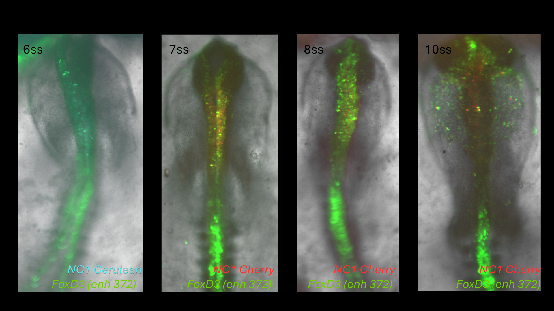 FoxD3 (enh372) reporter activity in chick embryos from 6 to 10 somite stages with NC1 Cerulean and NC1 Cherry co-labelling