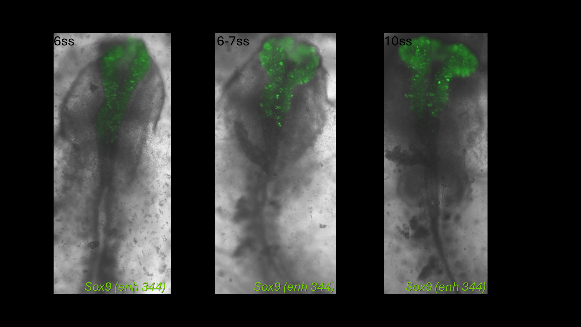 Sox9 (enh344) reporter activity in chick embryos at 6, 6-7 and 10 somite stages