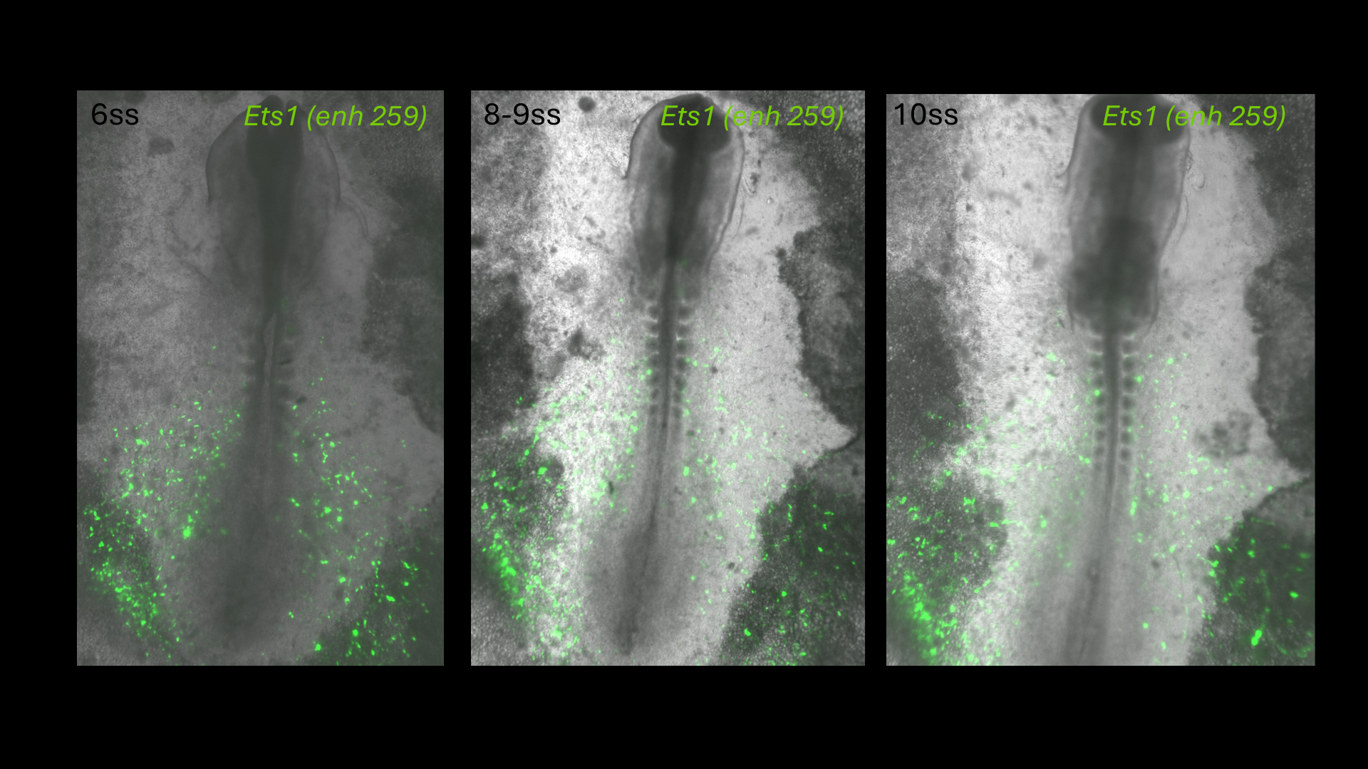 Ets1 (enh259) reporter activity in chick embryos at 6, 8-9 and 10 somite stages