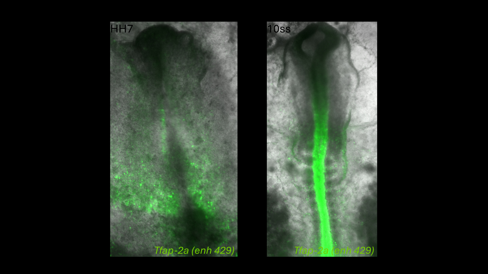 Tfap-2a (enh429) reporter activity in chick embryos at HH7 and 10 somite stages