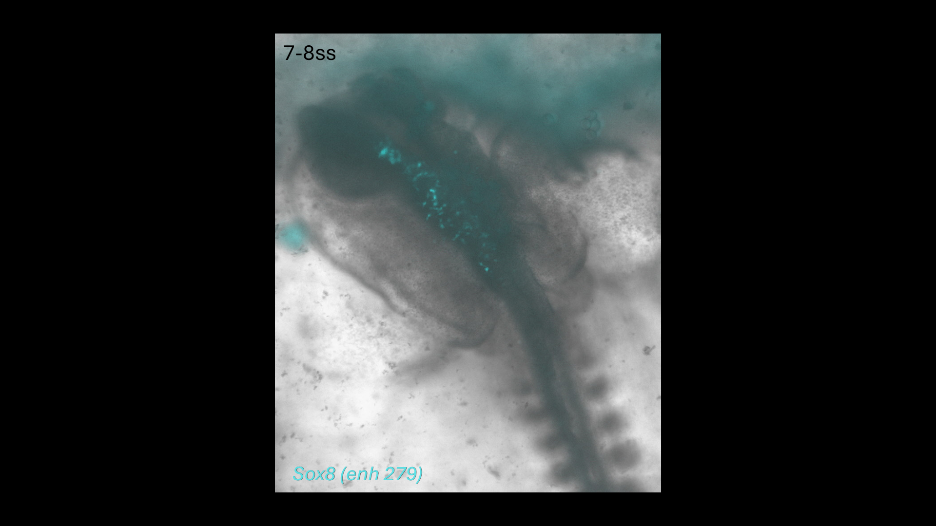 Sox8 (enh279) reporter activity in a chick embryo at the 7-8 somite stage