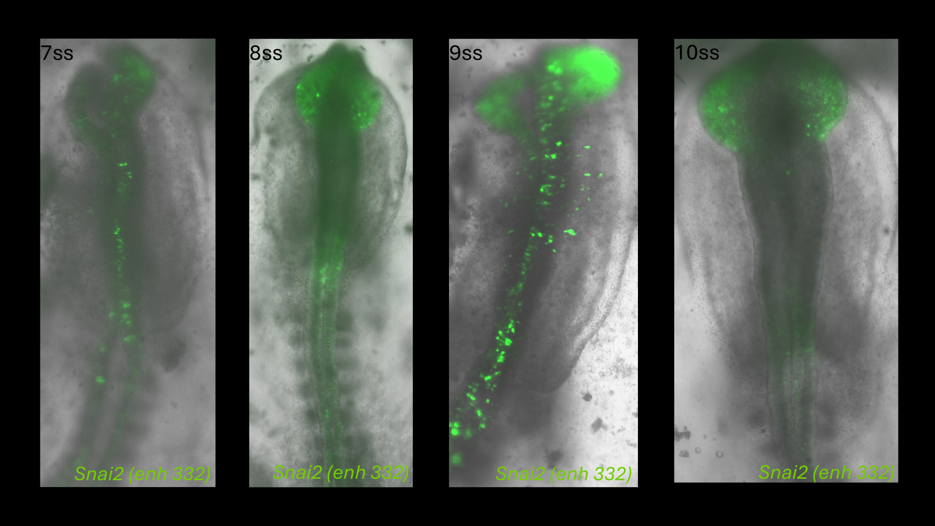 Snai2 (enh332) reporter activity in chick embryos from 7 to 10 somite stages
