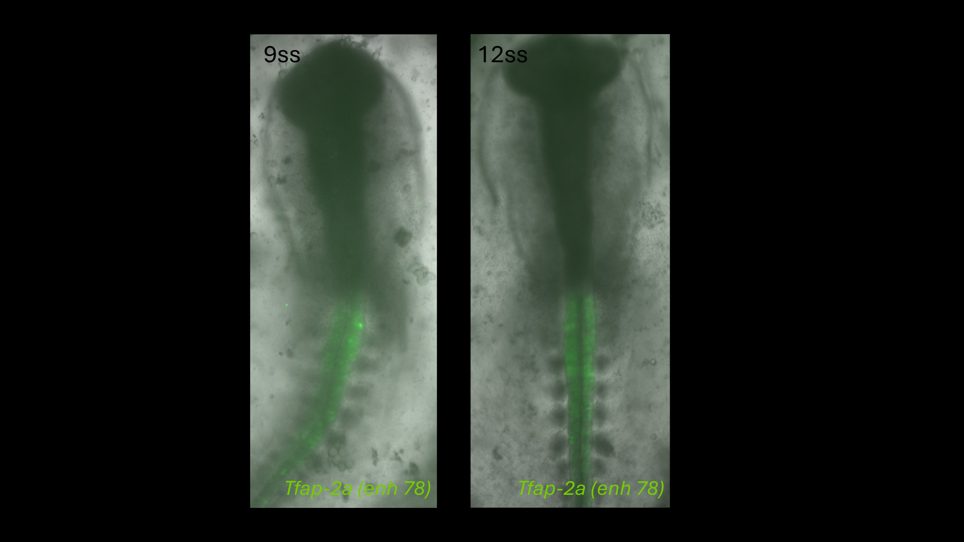 Tfap-2a (enh78) reporter activity in chick embryos at 9 and 12 somite stages