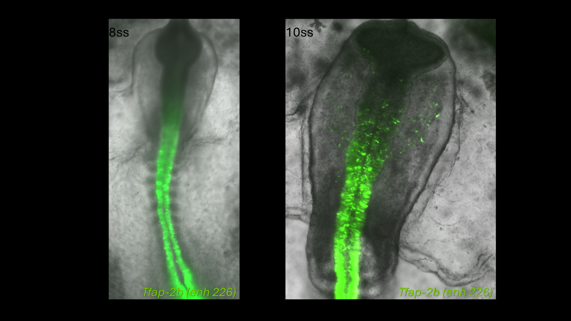Tfap-2b (enh226) reporter activity in chick embryos at 8 and 10 somite stages