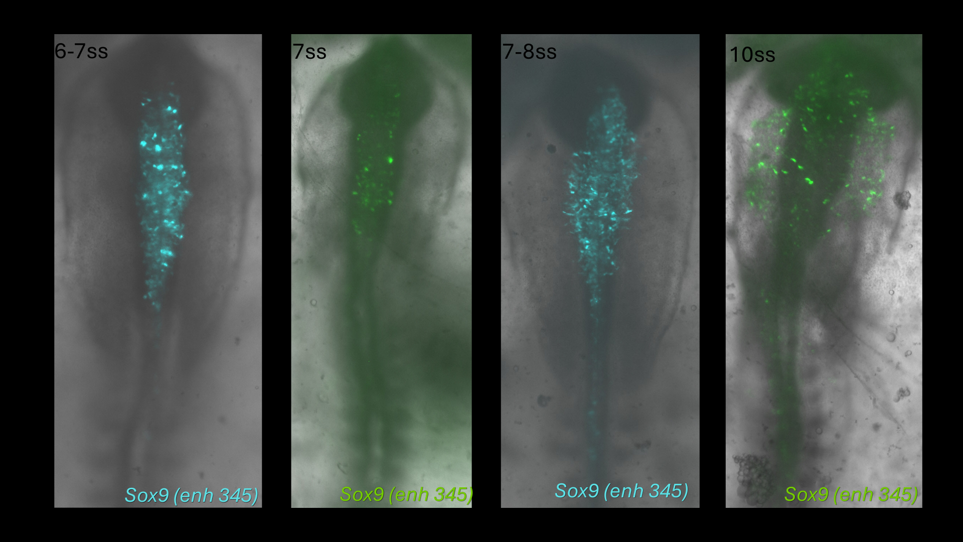 Sox9 (enh345) reporter activity in chick embryos at 6-7, 7, 7-8 and 10 somite stages