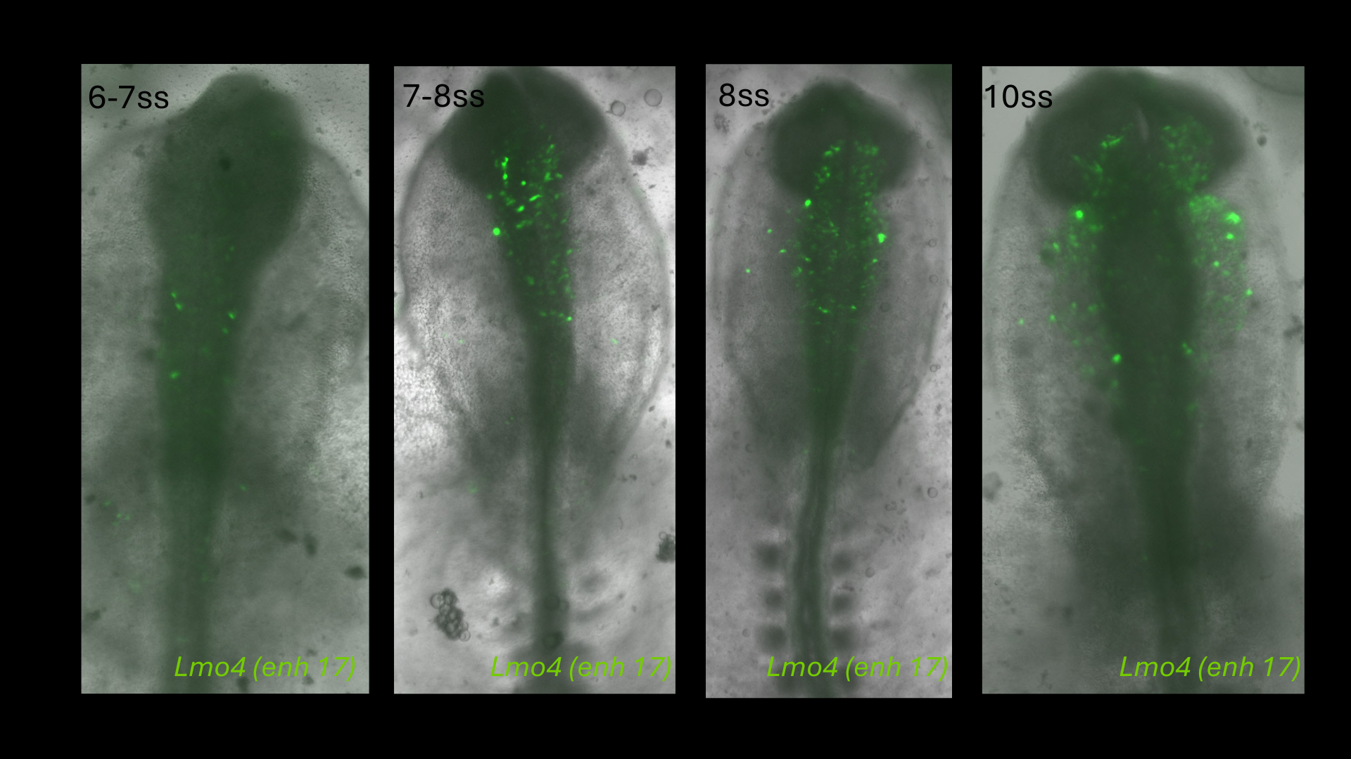 Lmo4 (enh17) reporter activity in chick embryos from 6-7 to 10 somite stages