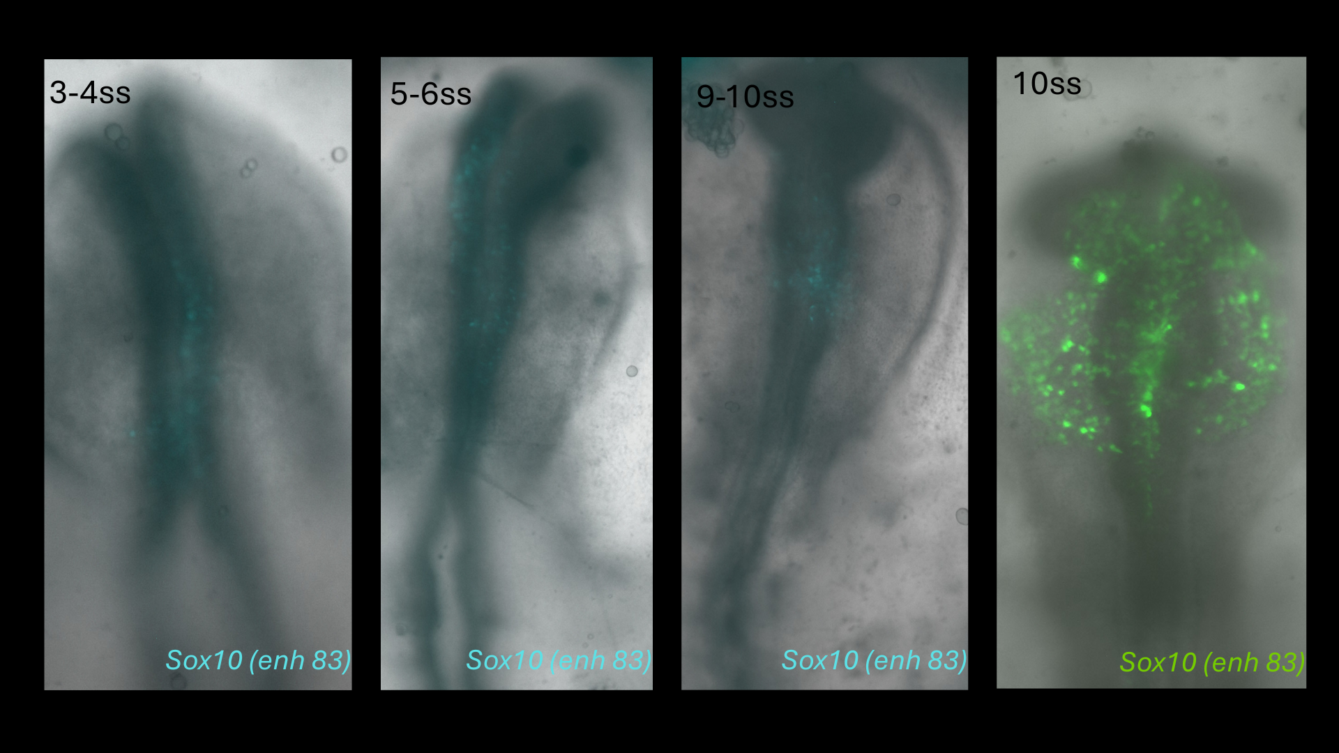 Sox10 (enh83) reporter activity in chick embryos from 3-4 to 10 somite stages