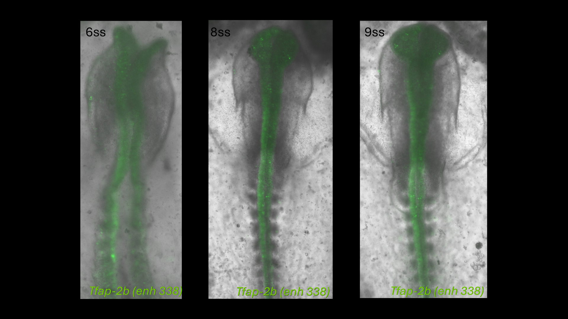 Tfap-2b (enh338) reporter activity in chick embryos at 6, 8 and 9 somite stages