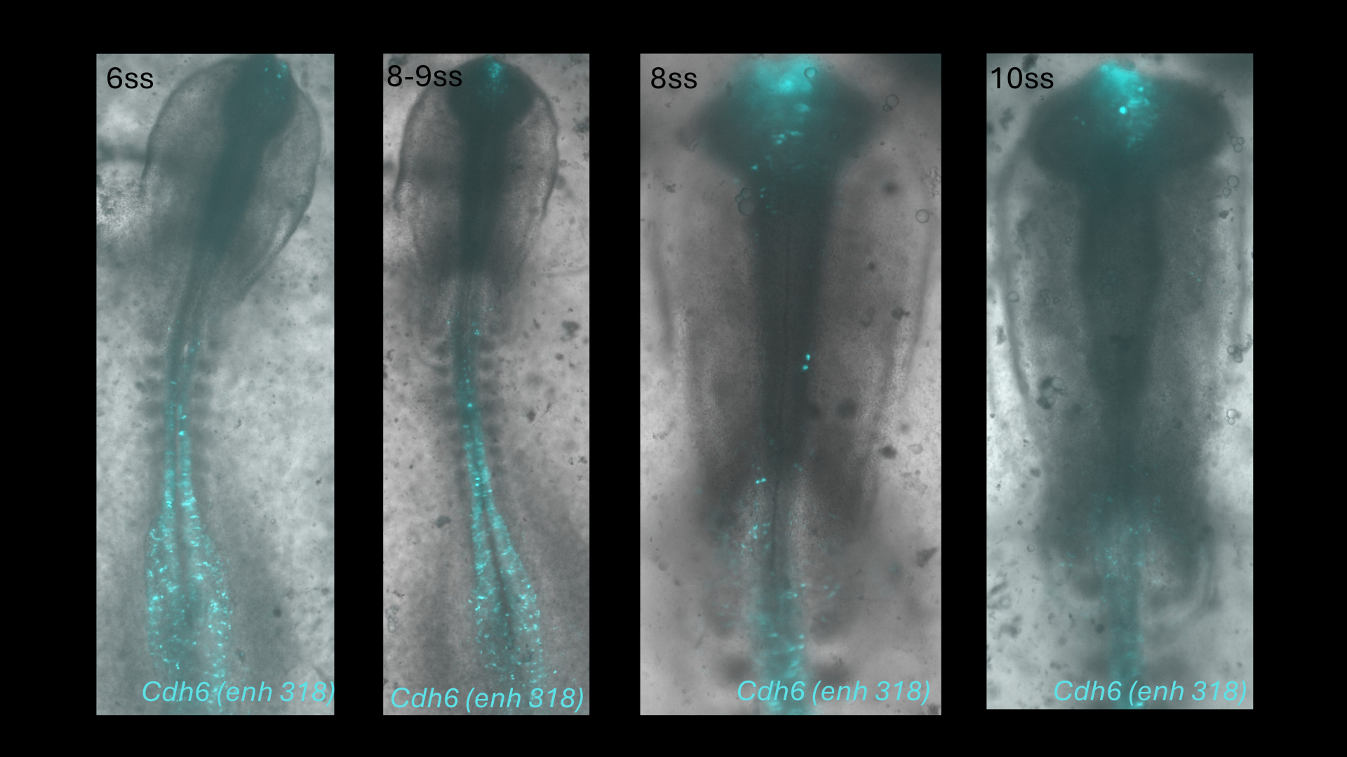 Cdh6 (enh318) reporter activity in chick embryos at 6, 8-9, 8 and 10 somite stages