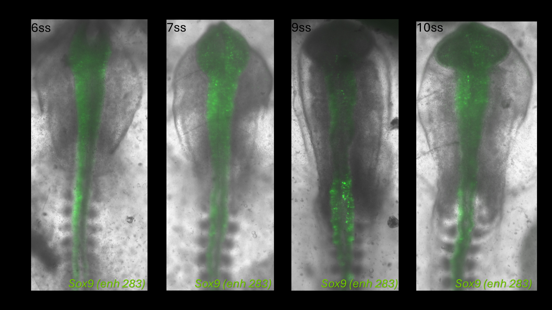 Sox9 (enh283) reporter activity in chick embryos at 6, 7, 9 and 10 somite stages