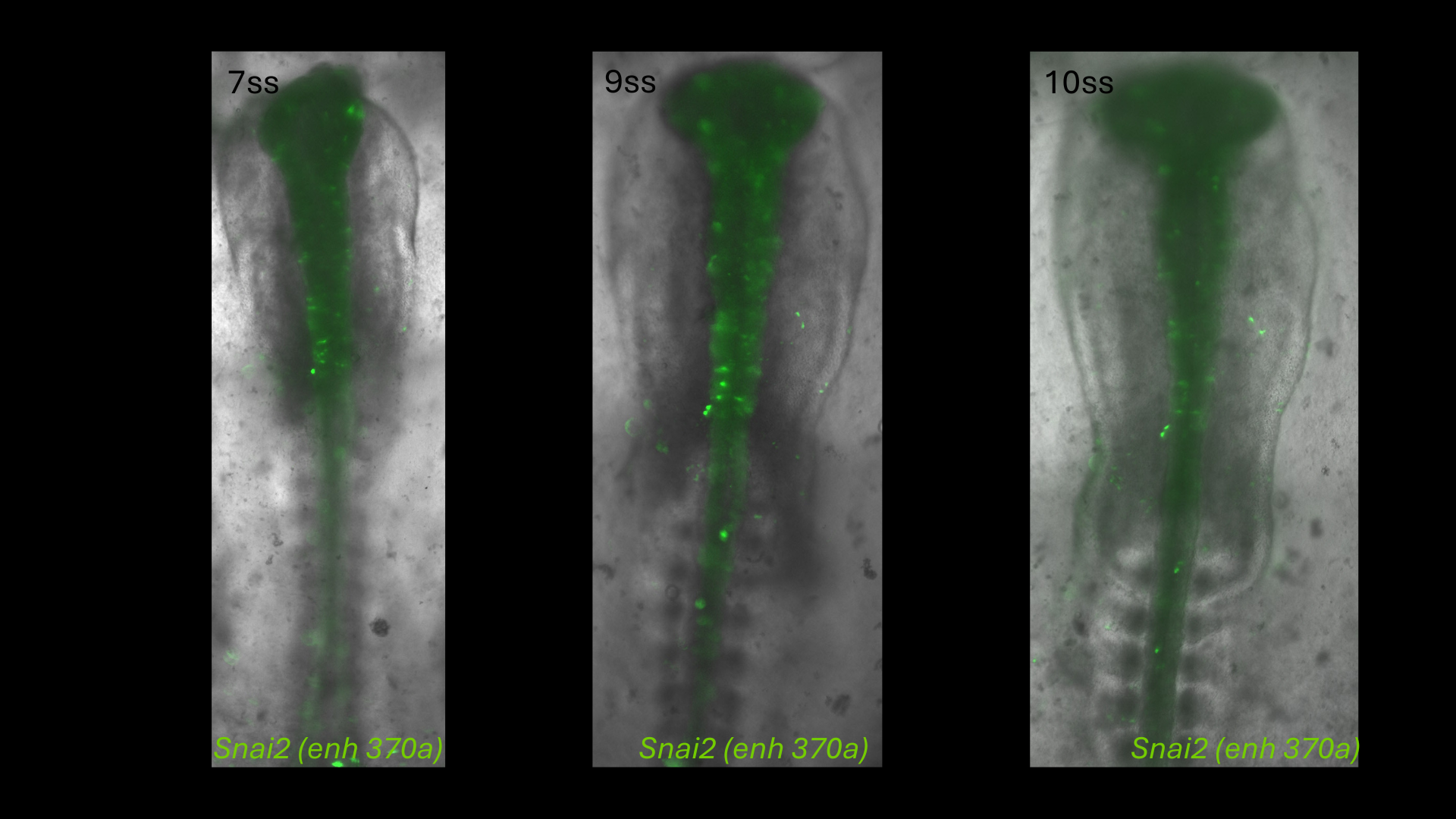 Snai2 (enh370a) reporter activity in chick embryos at 7, 9 and 10 somite stages
