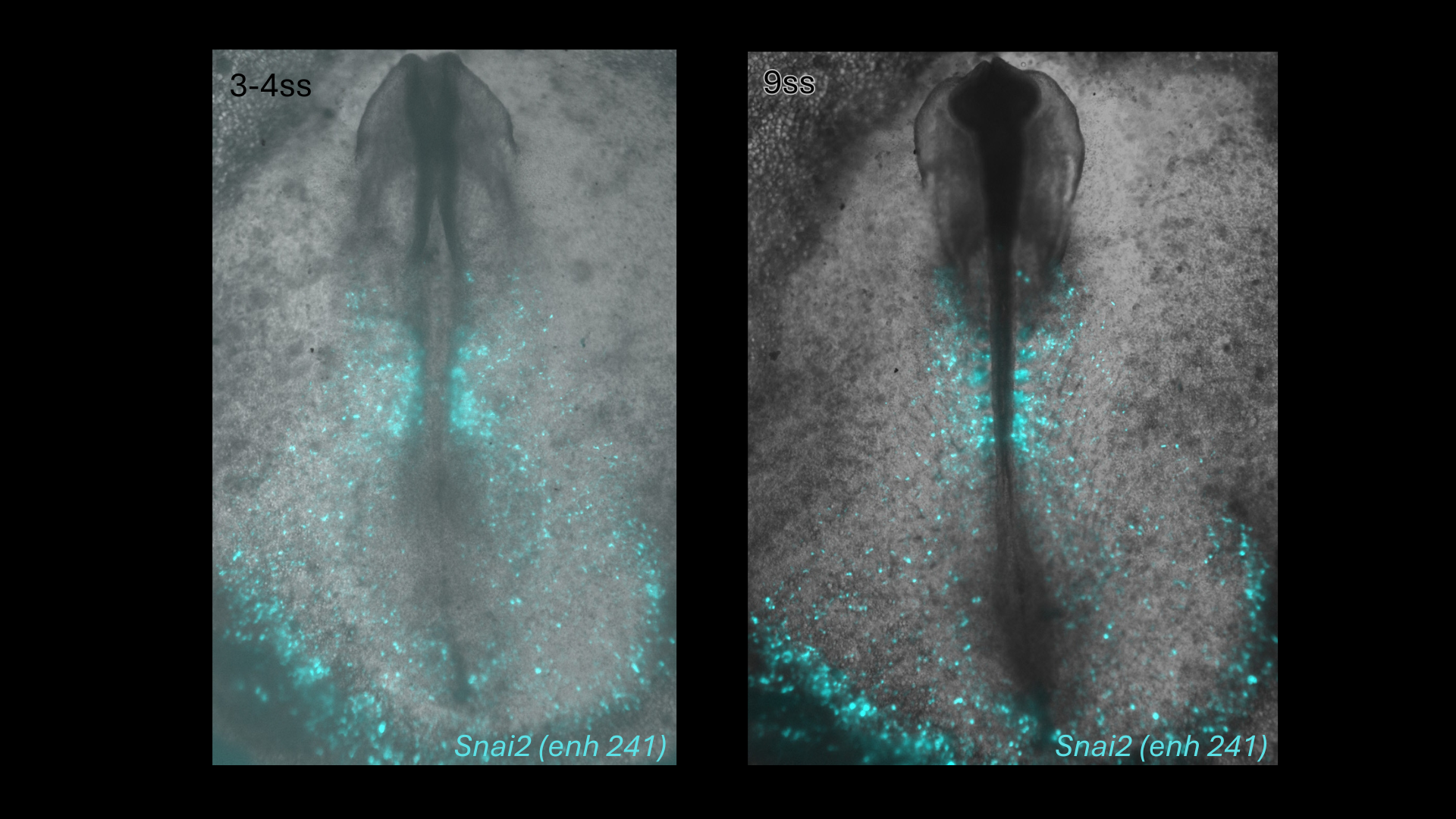 Snai2 (enh241) reporter activity in chick embryos at 3-4 and 9 somite stages