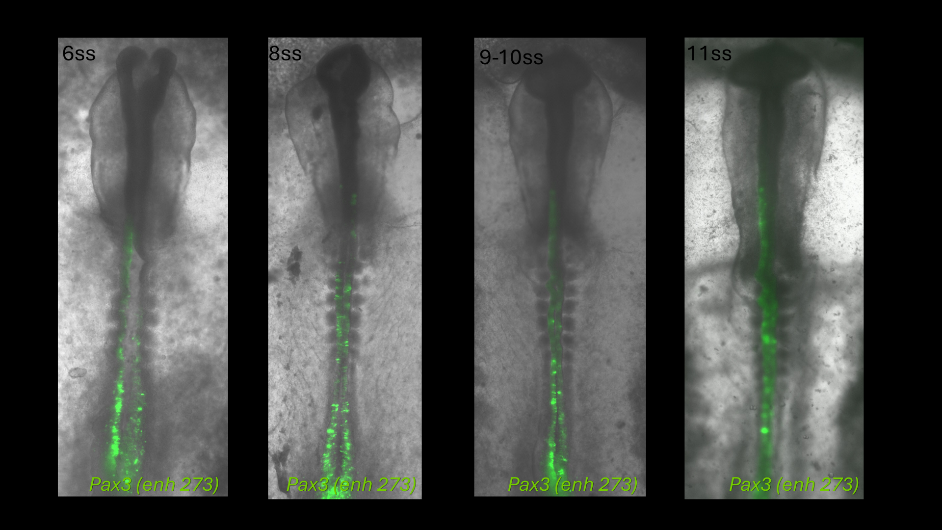Pax3 (enh273) reporter activity in chick embryos at 6, 8, 9-10 and 11 somite stages