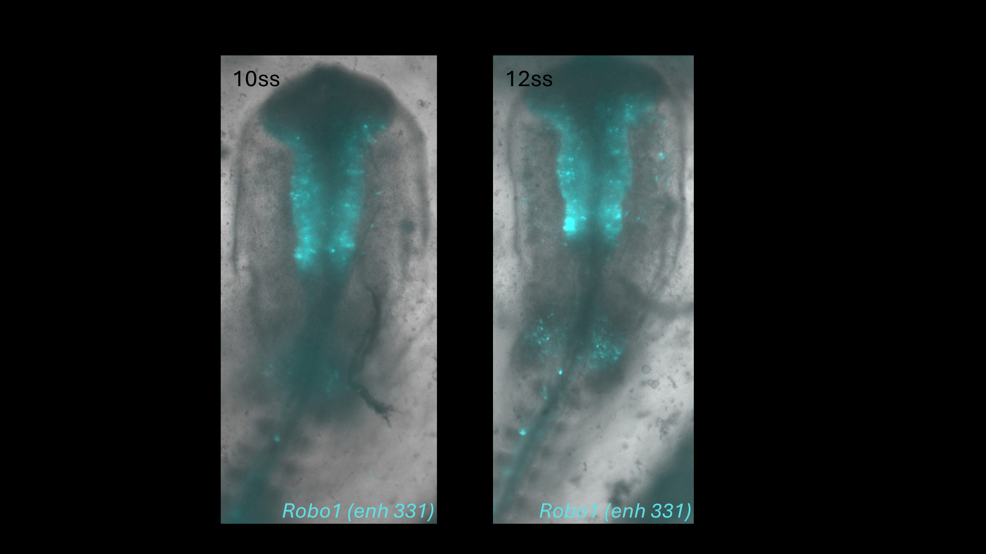 Robo1 (enh331) reporter activity in chick embryos at 10 and 12 somite stages