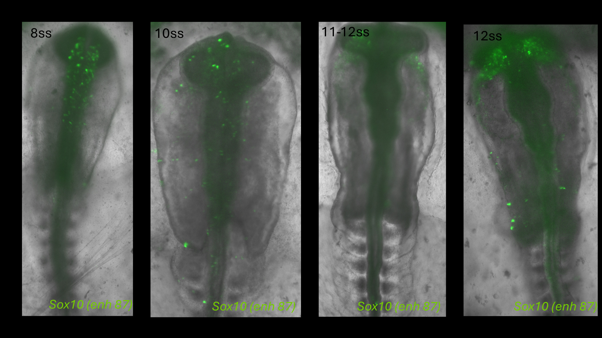 Sox10 (enh87) reporter activity in chick embryos from 8 to 12 somite stages