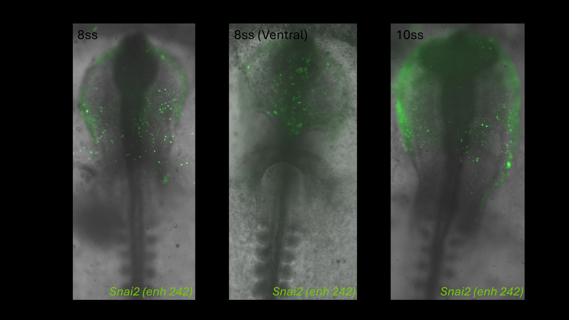 Snai2 (enh242) reporter activity in chick embryos at 8 somite stage (dorsal and ventral) and 10 somite stage