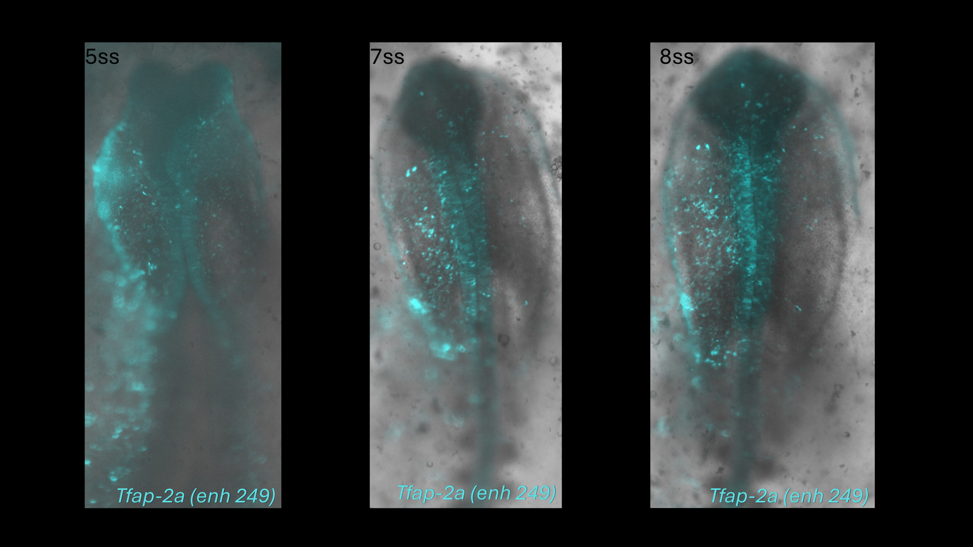 Tfap-2a (enh249) reporter activity in chick embryos at 5, 7 and 8 somite stages