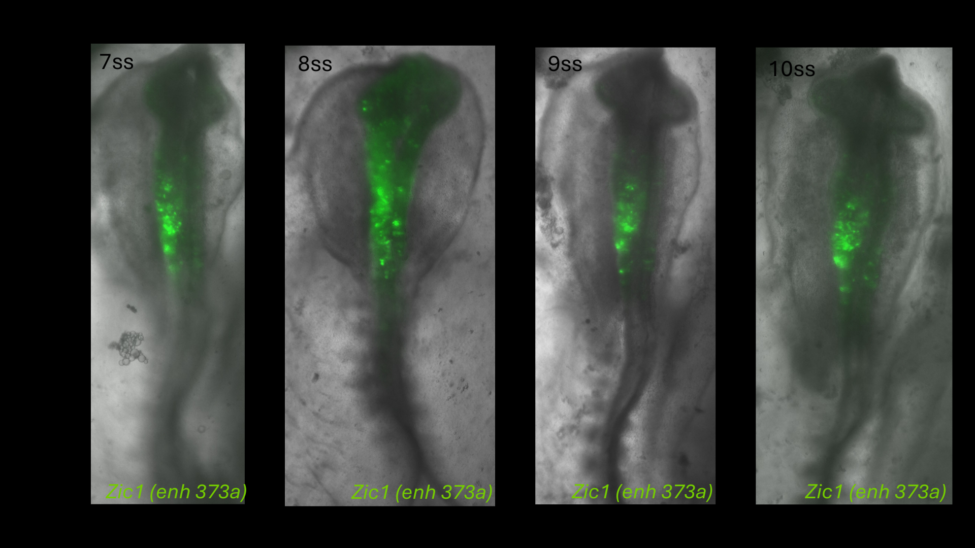 Zic1 (enh373a) reporter activity in chick embryos from 7 to 10 somite stages
