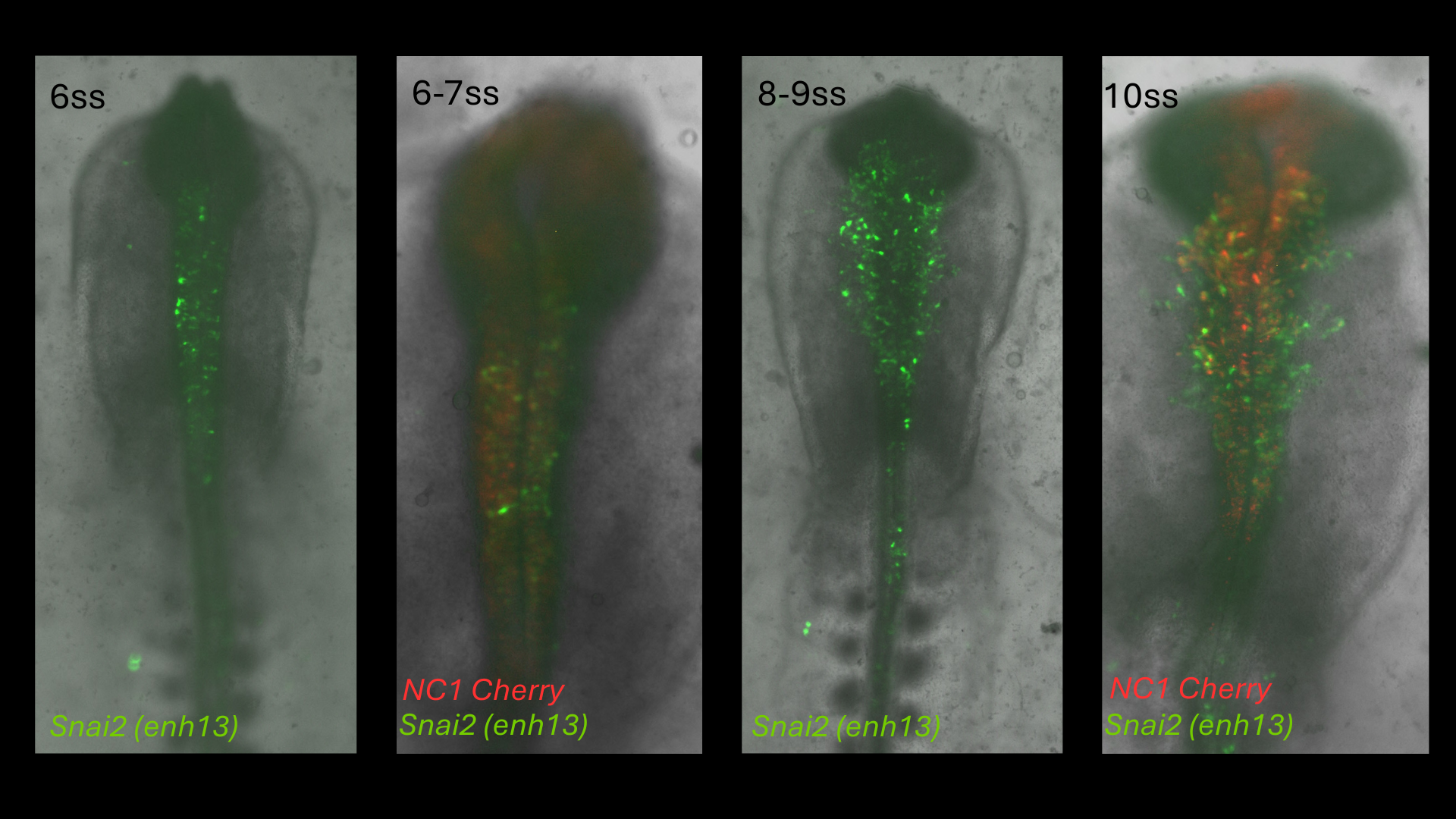 Snai2 (enh13) reporter activity in chick embryos from 6 to 10 somite stages, with NC1 Cherry co-labelling