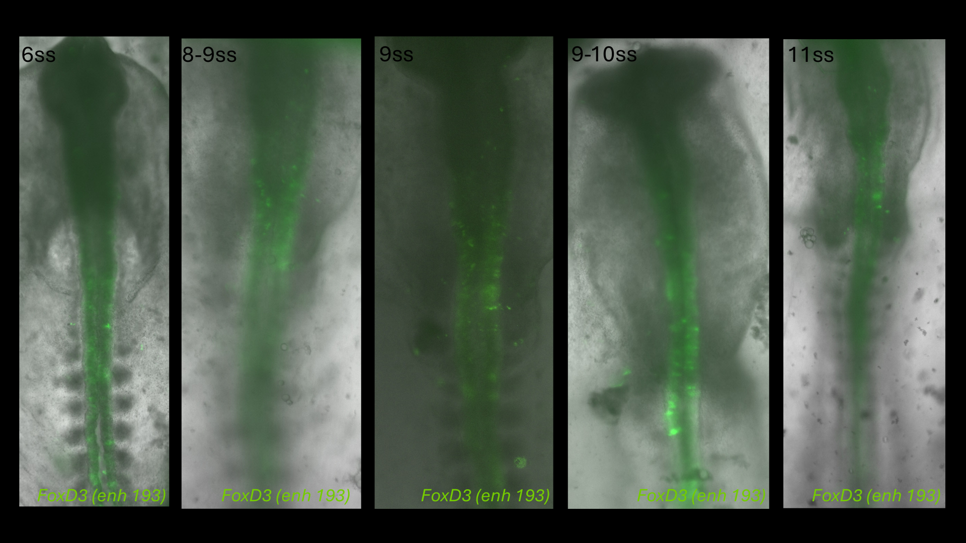 FoxD3 (enh193) reporter activity in chick embryos from 6 to 11 somite stages