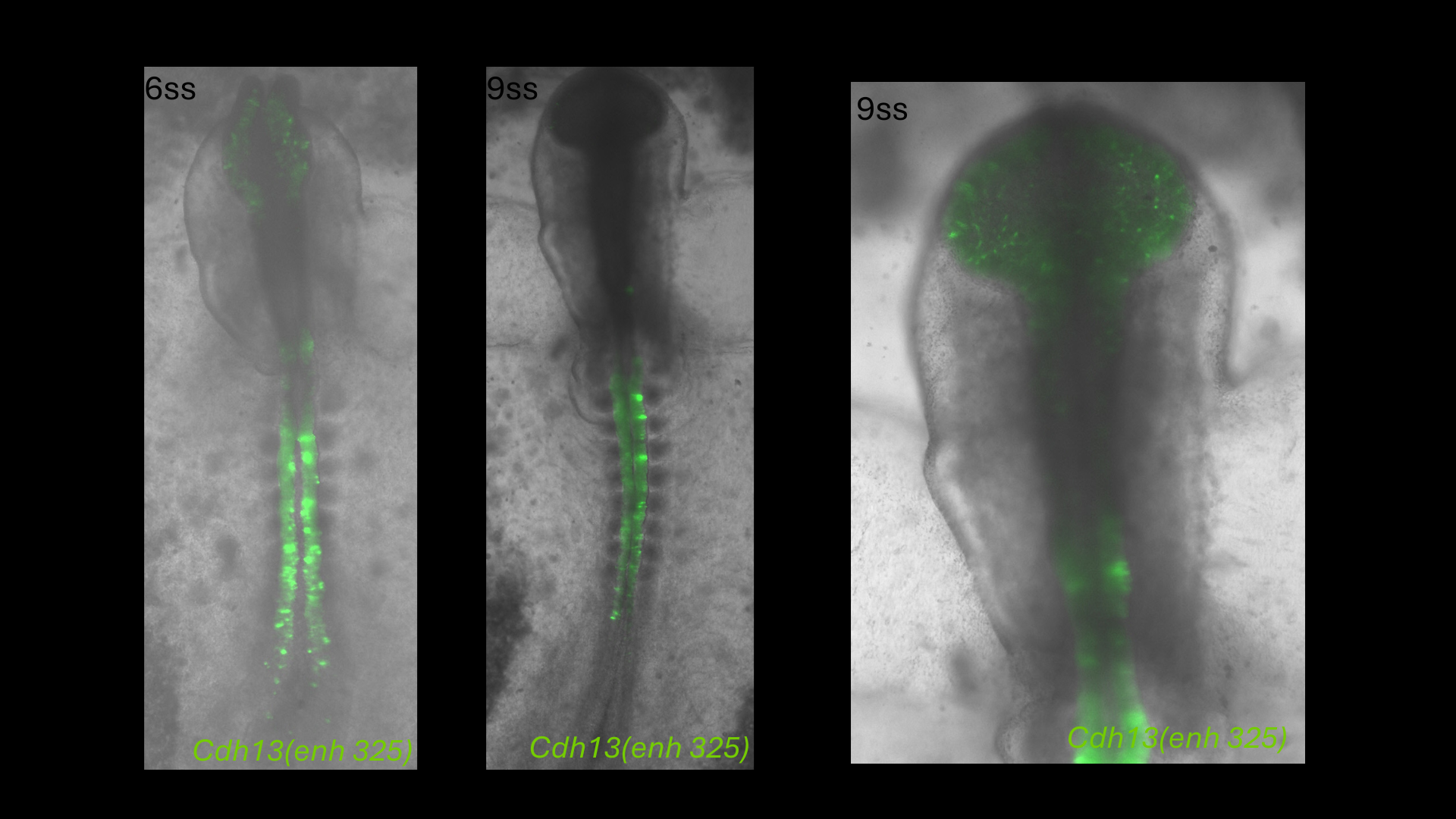 Cdh13 (enh325) reporter activity in chick embryos at 6 and 9 somite stages