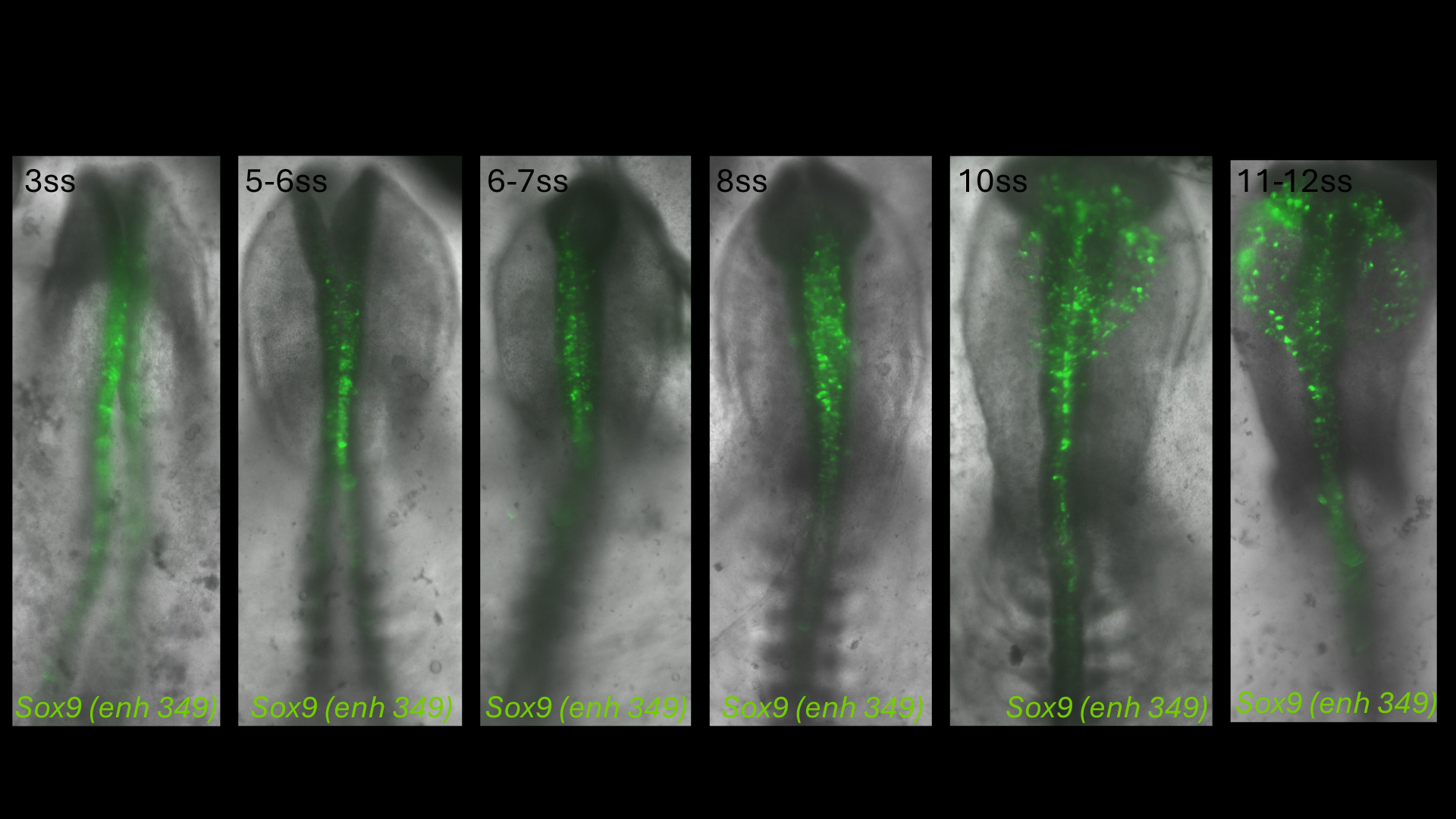 Sox9 (enh349) reporter activity in chick embryos from 3 to 12 somite stages
