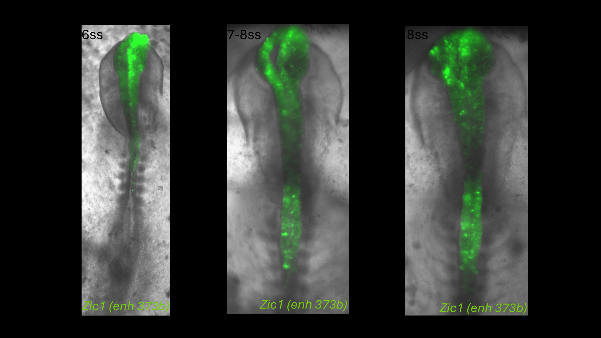 Zic1 (enh373b) reporter activity in chick embryos from 6 to 8 somite stages