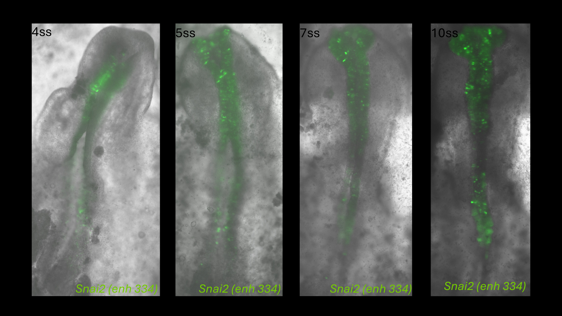 Snai2 (enh334) reporter activity in chick embryos from 4 to 10 somite stages