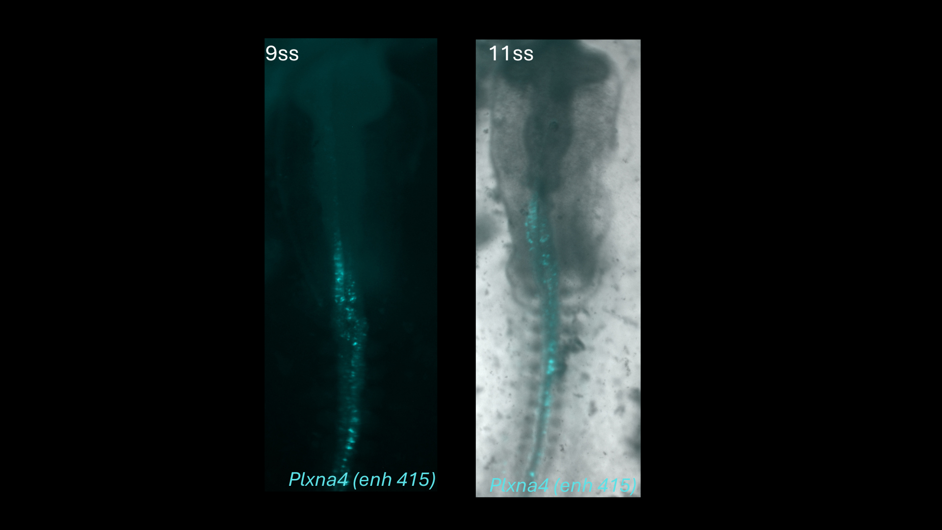 Plxna4 (enh415) reporter activity in chick embryos at 9 and 11 somite stages