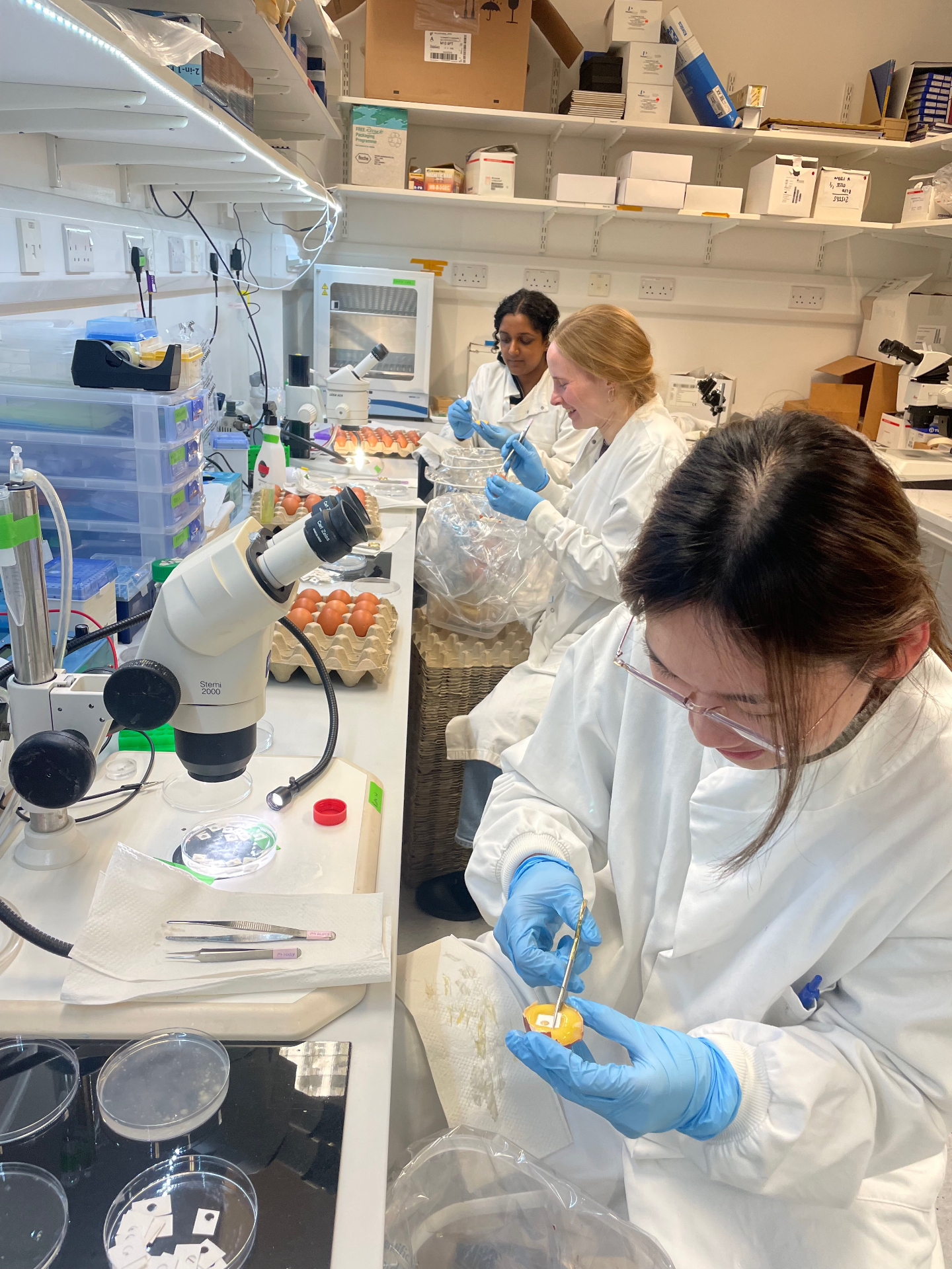 Team working at the bench with chick embryos
